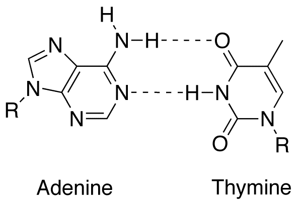 Adenine - Thymine base pair