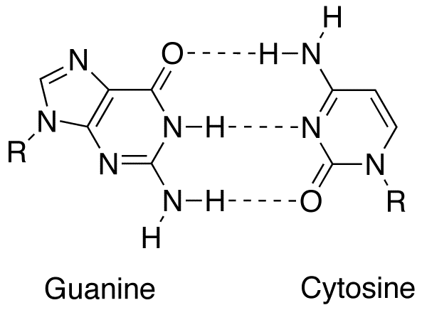 Guanine - Cytosine base pair