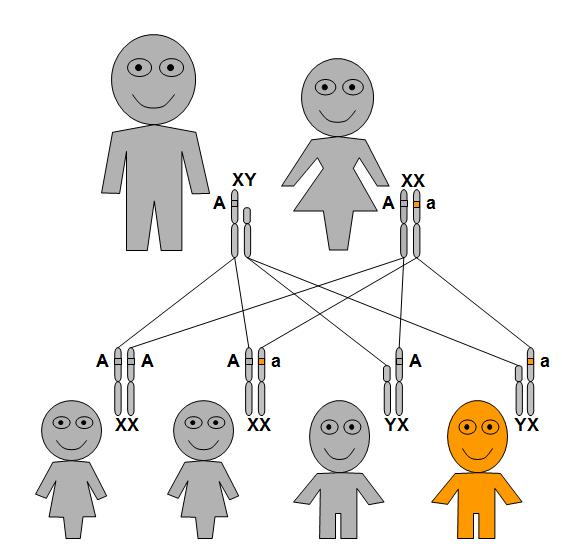 X-linked recessive genetic inheritance pattern when the mother is a carrier.