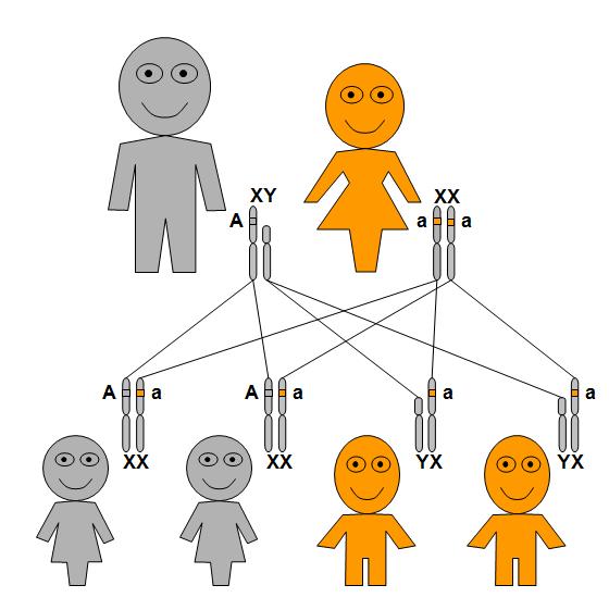X-linked recessive genetic inheritance pattern when the mother is affected.