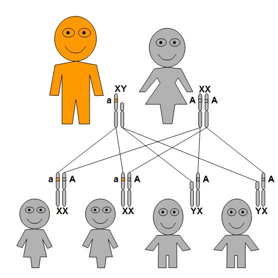 X-linked recessive genetic inheritance pattern when the father is affected.