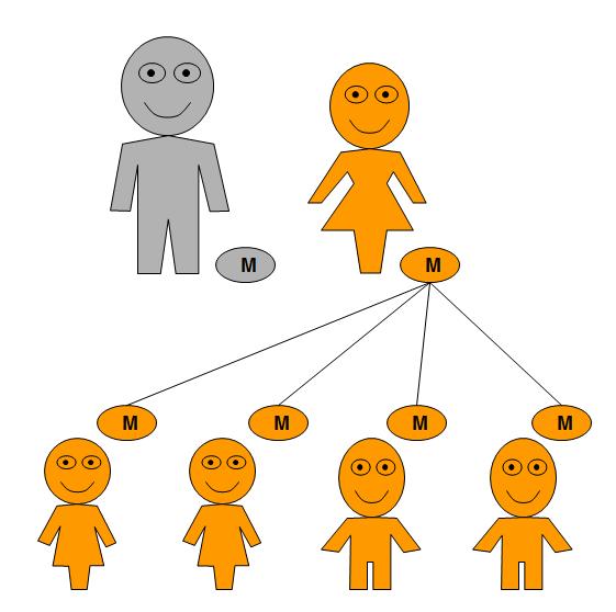 Mitochondrial genetic inheritance pattern when the mother is affected.